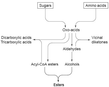 Fig. 6 - Relationships between the major classes of yeast-derived beer flavor compounds