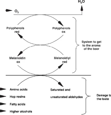 Fig. 8 - Redox reactions that promote the formation of staling flavor. Source: Gresser (2009)