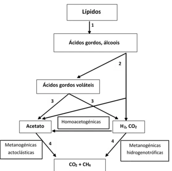 Figura  1  -  Esquema  ilustrativo  das  principais  etapas  do  processo  de  digestão  anaeróbia;  1  -  hidrólise, 2- acidogénese, 3- acetogénese, 4- metanogénese (adaptado de Alves, 1998)