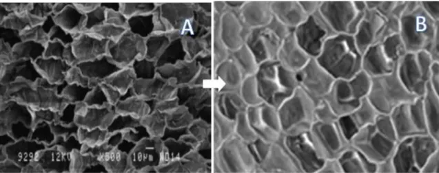 Figura  3  -  Células  de  cortiça  observadas  por  microscopia  eletrónica  antes  (A)  e  após  (B)  absorção/adsorção de óleo (adaptado de Pintor et al., 2012 e Corticeira Amorim, 2009)