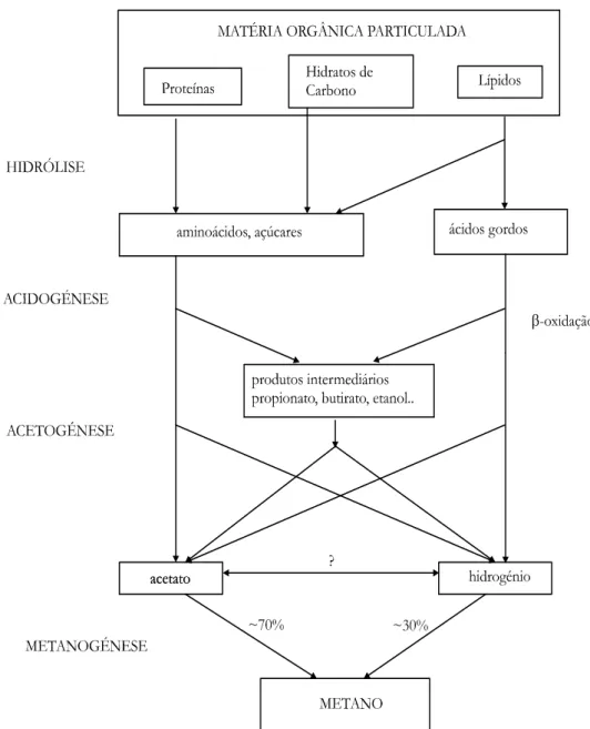 Figura  3.  Esquema  do  processo  de  digestão  anaeróbia  (adaptado  de  Gujer  e  Zehnder,  1983)