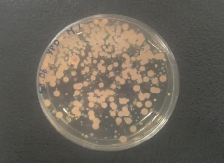 Figura 24-Imagem da placa YPD inoculada com bentonite hidratada e a respetiva contaminação microbiológica