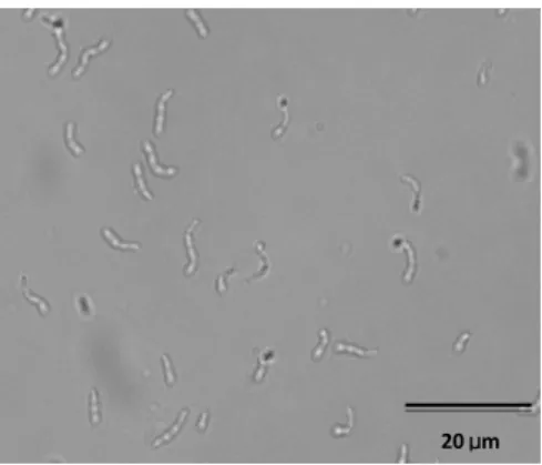 Figure 1 -  Lactococcus lactis  IL 1403 (photograph taken by an OLYMPUS BX51 microscope, Germany) (1000 x).