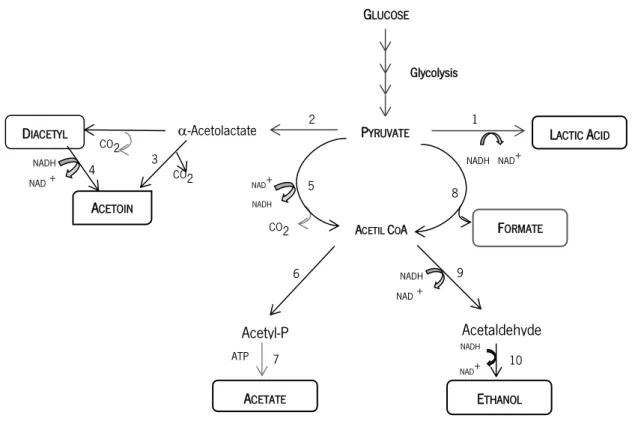 Figure  4  -  Pyruvate  metabolism  in  Lactococcus  lactis .  The  several  reactions  are  catalysed  by:1