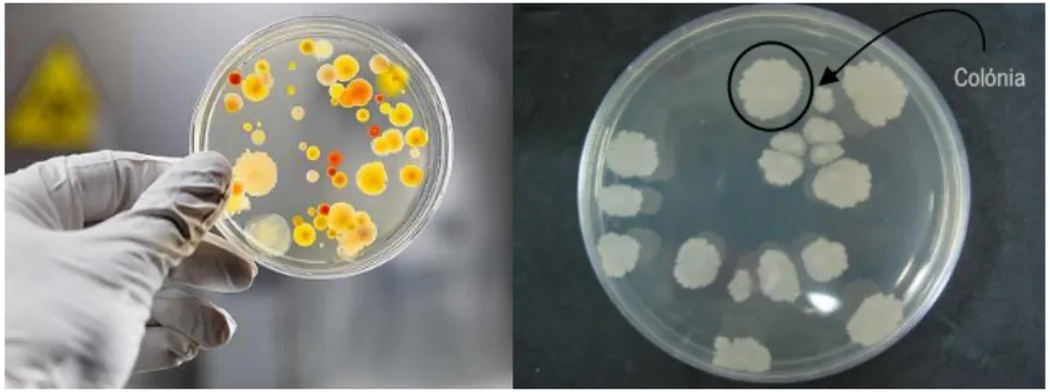 Figura 8 - Placas contaminadas