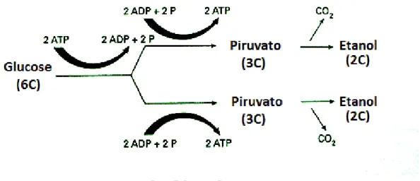 Figura 7- Processo Fermentativo.    
