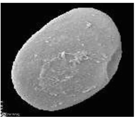 Figura 2. Foto da morfologia da espécie Giardia lamblia na forma cística 