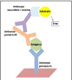 Figura  2.7- Esquema do método Imunoenzimático Sanduíche (adaptado de (Casseb 2010)) 