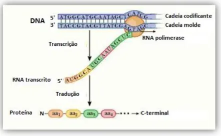 Figura 5 – Ilustração do esquema geral da expressão proteica, envolvendo as etapas da transcrição e tradução  (adaptado de (Tropp 2012))