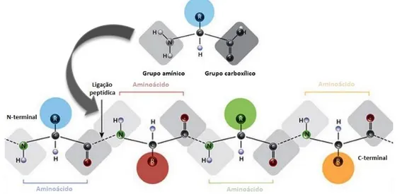 Figura 8 – Estrutura de um aminoácido e estrutura de ligação de uma cadeia polipeptídica (adaptado de  (Scitable by nature education 2013))