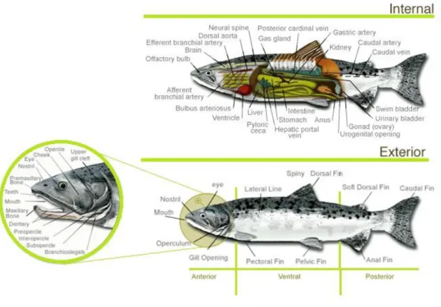 Figure 1.1. Representative scheme of internal and external anatomy of salmon. 