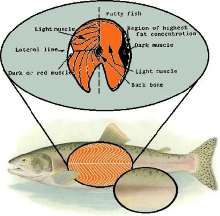 Figure 1.2. Diagram of fish muscle. 