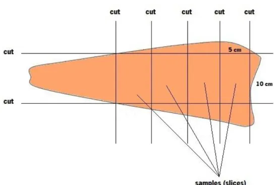 Figure 3.1. Illustration of the salmon fillet, exemplifying the scheme of cuts used.  