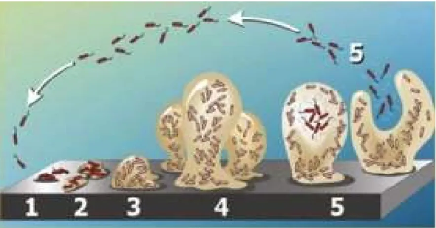 Figura 2- Segunda teoria de formação de biofilme  Fonte: INOVAÇÃO TECNOLÓGICA, 2008 