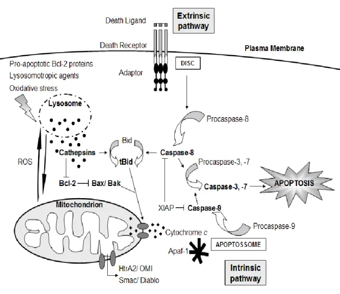 Fig.  2.  The  link  between  lysosome,  mitochondria  and  apoptosis.  Pro-apoptotic  Bcl-2  proteins,  lysosomotropic  agents  or  oxidative  stress  induce  LMP  and  the  release  of  lysosomal  content  into  the  cytosol