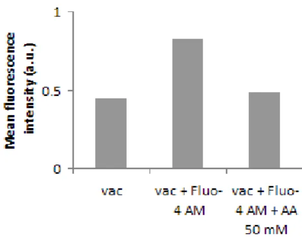 Fig.  11.  Flow  cytometric  analysis  of  the effect  of  acetic  acid  on  vacuolar  Ca 2+ 