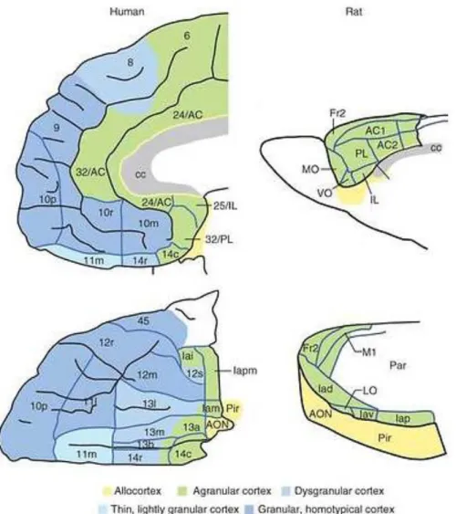 Figure 4 – Schematic representation of corresponding areas of the prefrontal cortex in humans and rodents  (AC, anterior cingulate area; AON, anterior olfactory nucleus; c, caudal; cc, corpus callosum; Fr2, second  frontal area; I, insula; i, inferior; Ia,