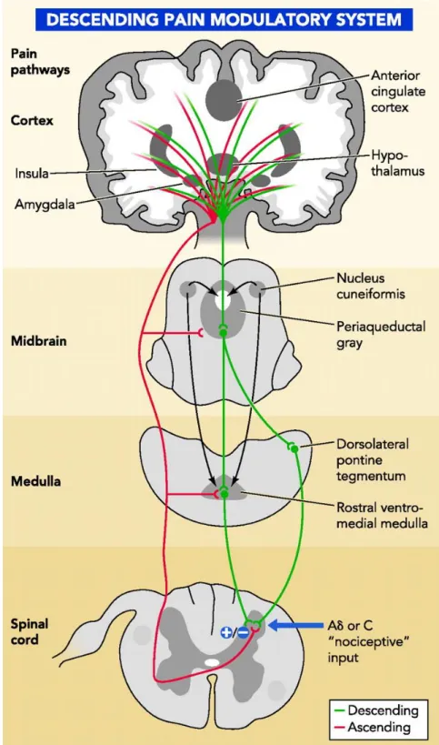Figure 5 – Schematic representation of the pain modulatory system (Bingel and Tracey, 2008).
