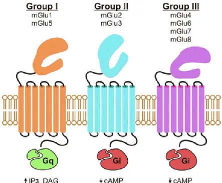 Figure 6 – Schematic representation of the three types of metabotropic glutamate receptors (mGlu) (Julio- (Julio-Pieper e t al