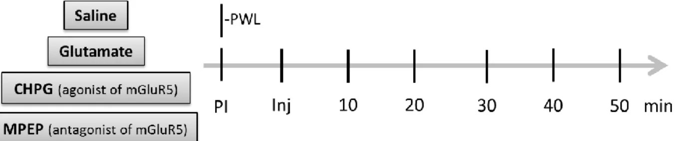 Figure  8  -  Schematic  representation  of  timepoints  of  paw  withdrawal  testing  before  and  after  drug  administration in the IL (PWL -; PI - ; Inj - ; CHPG - ; MPEP - )