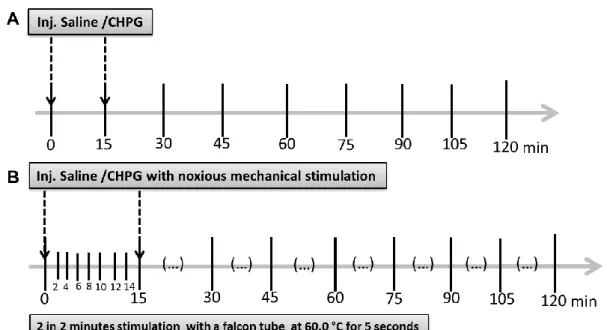 Figure  9  -  Schematic  representation  of  the  protocols  for  c-Fos  stimulation.  A-  c-Fos  protocol  without  stimulation, at 0 minutes and 15 minutes saline or CHPG was injected in the IL
