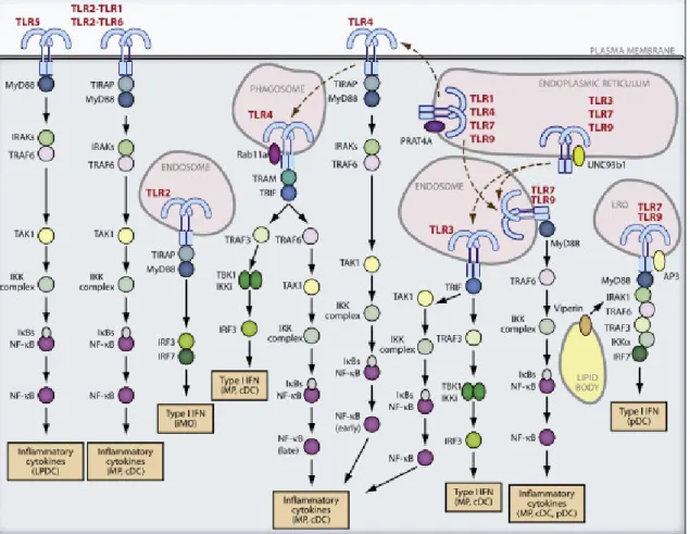 Figure 2 – TLR signaling pathway. From [23]. 