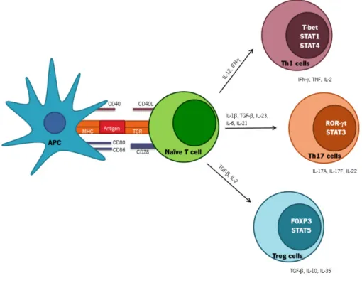 Figure  3  –  Subsets  of  effector  Th  cells.  Depending  on  the  cytokine  milieu  present  at  the  time  of  antigenic  stimulation, naïve CD4+ T cells can differentiate into various subsets of Th cells (Th1, Th17, Treg and others)
