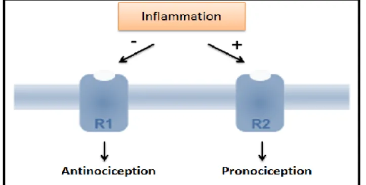 Figure 5  –  Schematic  representation  of  the  effect  of  the  activation  of  galanin  receptors  during  inflammation