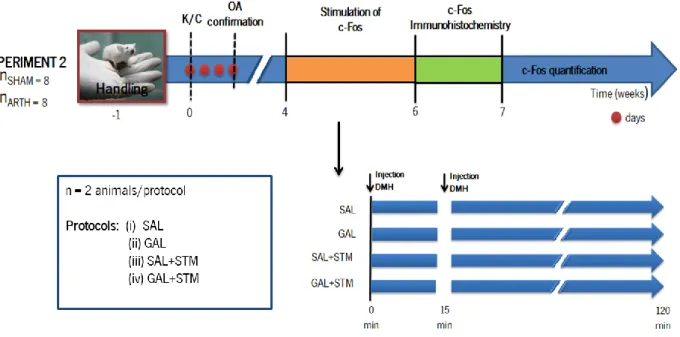 Figure 8 –  Schematic  representation  of  the  experimental  design  for  experiment  2