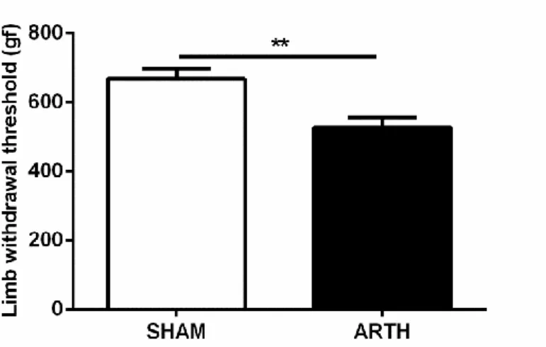 Figure  10  –  Evaluation  of  the  ipsilateral  limb  withdrawal  latency  (LWT)  in  SHAM  and  ARTH  animals  using  the  pressure  application  measurement  (PAM)  test