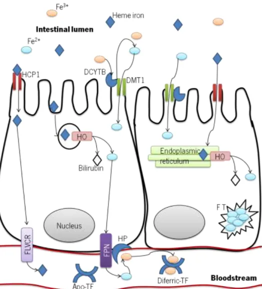 Figure 1 - Summary diagram of the established and putative iron absorption pathways in the  intestinal enterocyte