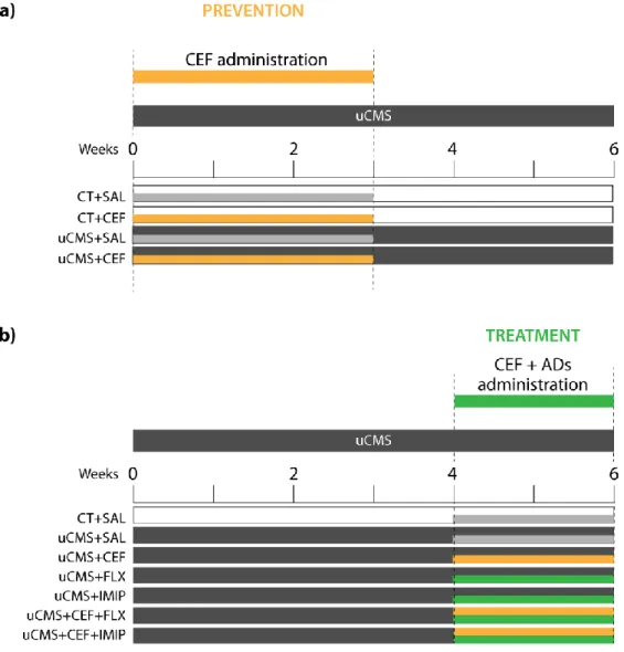 Figure  2.1  Schematic  representation  of  the  experimental  groups.  Ceftriaxone  (CEF)  was  administered  in  two  different  time  points