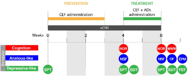 Figure  2.2.  uCMS  protocol  and  schematic  representation  of  the  behavioral  analysis.