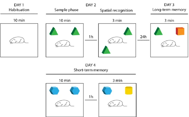 Figure  2.3 Schematic  representation  of  the Novel Object Recognition (NOR)  protocol