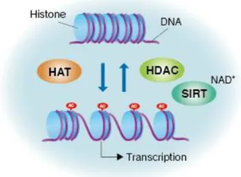 Figure  4  –  Gene  activation  and  repression  are  regulated  by  acetylation/deacetylation  of  core  histones