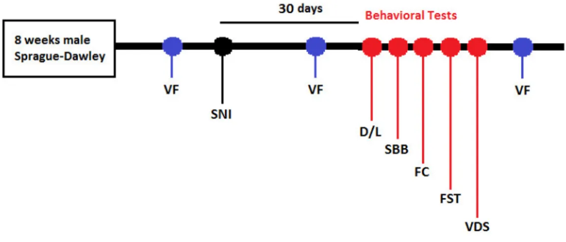 Figure 3. Schematic organization of the study 1 timeline. Behavioral tests started 30 days after SNI installation