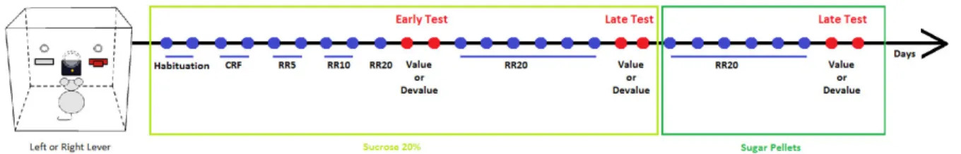 Figure 4- Habit-behavior paradigm schematics.  Early  (before  habit  induction)  and  late  (after  habit  induction)  devaluation  tests  evaluate  if  animal  behavior  is  goal  direct or habit based