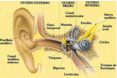 Figura 3 - Ouvido humano 3