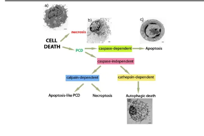 Figure  1.1  -  Types  of  cell  death  and  their  morphological  hallmarks.  Classification  diagram  of  the  different types of cell death