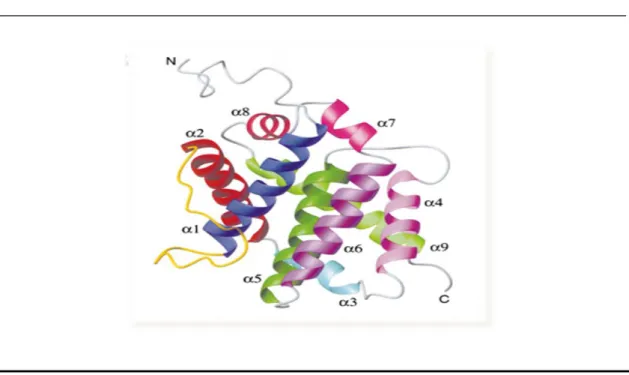 Figure 1.4 – A structure of Bax monomer. All the α-helices were indicated 