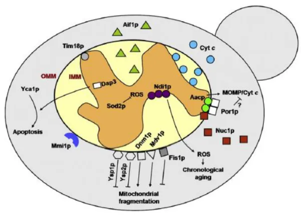 Figure 1.5- Mitochondrial proteins involved in the regulation of yeast apoptotic cell death