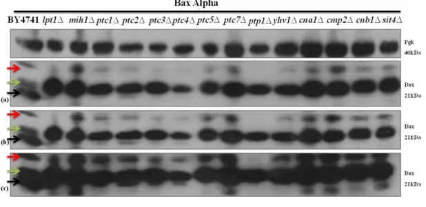 Figure 4.2 - Immunodetection of Bax in S. cerevisiae BY4741 and in the different mutant cells lacking  non-essential  protein phosphatases  expressing  Bax  alpha