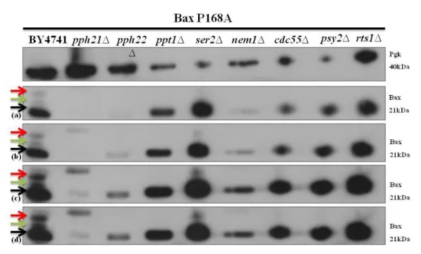 Figure  4.5-  Immunodetection  of  Bax  in  S.  cerevisiae  BY4741 and  in  the  different  mutant  cells  lacking  non-essential protein phosphatases expressing Bax  P168A