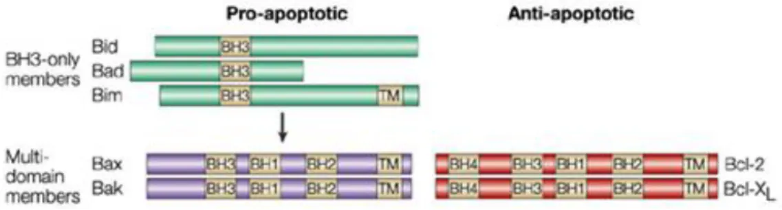Figure  3.  Schematic  representation  of  members  of  each  Bcl-2  sub-family.  Bcl-2  homology  (BH)  and the transmembrane domains (TM) are indicated