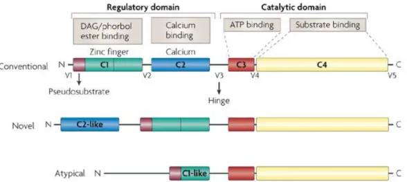 Figure  5.    Schematic  representation  of  structure  and  classification  of  the  family  of  PKC  isozymes (Mackay &amp; Twelves, 2007).