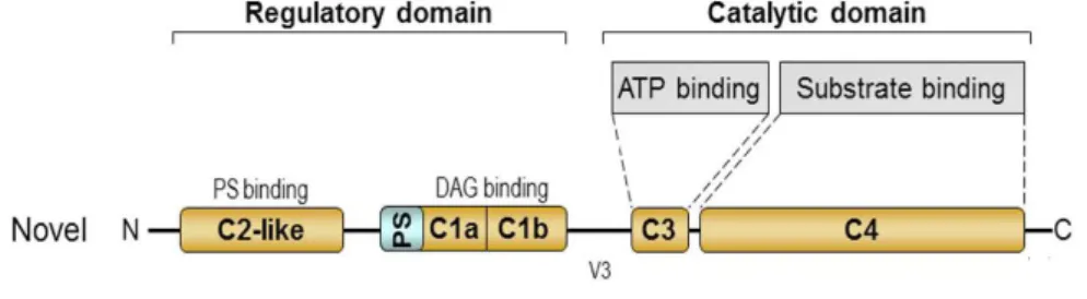 Figure 6. Structural representation of the PKC protein. Image adapted from Silva et al., 2012 