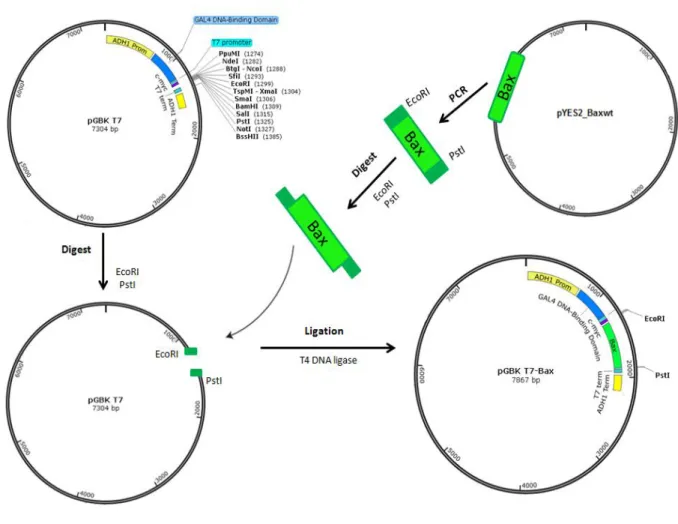Figure 9.  Schematic representation of the methodology used to construct pGBKT7-Bax.