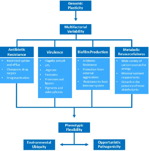 Figure 2. Most studied traits of P. aeruginosa that contribute to the ubiquity, pathogenicity and  overall fitness of the bacterium