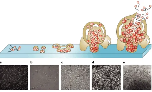 Figure  3.  Schematic  representation  of  the  stages  of  biofilm  development  in  P