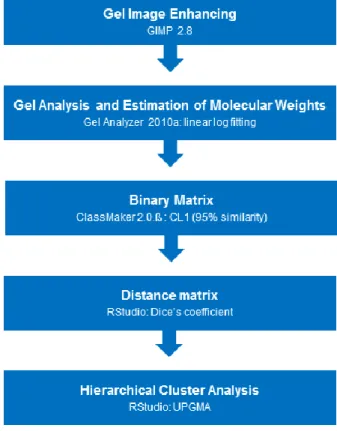 Figure 5. Overview of the pipeline developed for the genotyping analysis. 